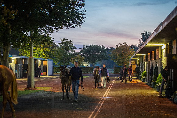 Goffs Orby 2015 -5