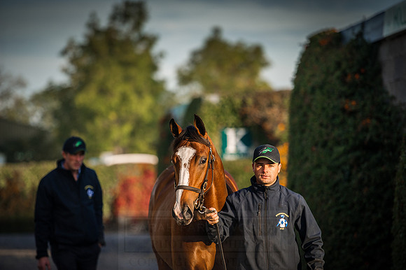 Goffs Orby 2015 -117