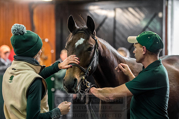 Goffs Orby 2018 Day 2-163