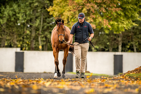 Goffs Orby 2018 Day 1-102