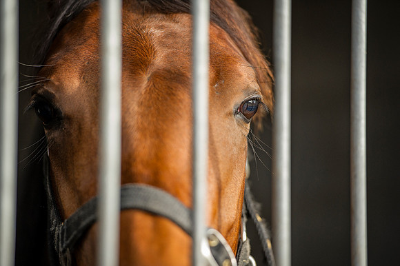 Goffs Orby14 CF1 347