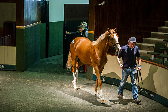 Goffs Orby 2015 -343