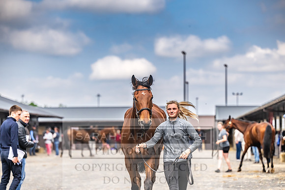 Goffs UK Spring Sale 2024-153