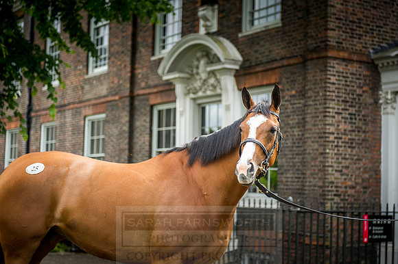 Goffs London Sale 2016-149