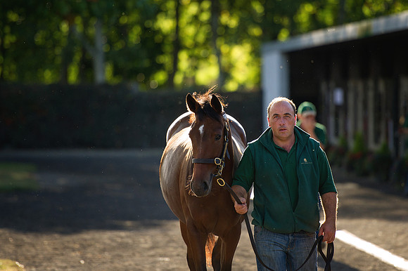 Goffs Orby14 CF7 299