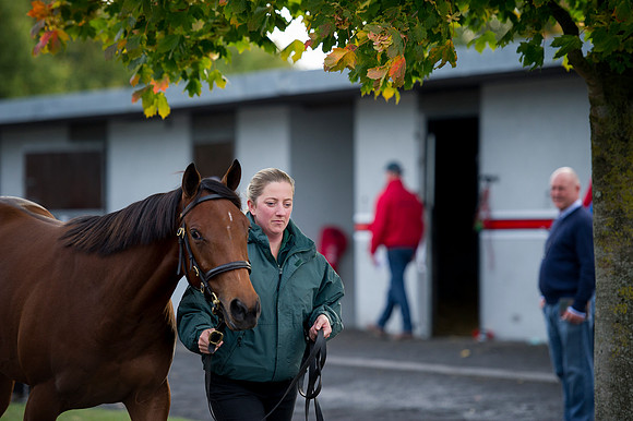 Goffs Orby14 CF1 178