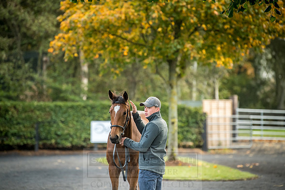 Goffs Orby 2018 Day 2-3