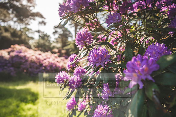Cotswolds May 2020-16