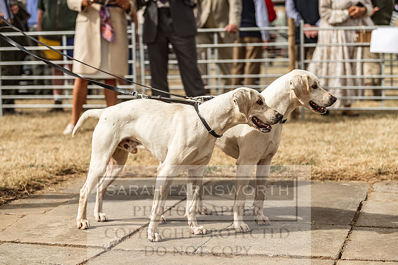 Honiton Hound Show 2022-47