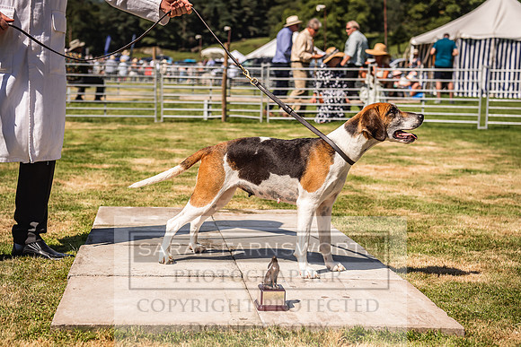 Rydal Hound Show 2022-95