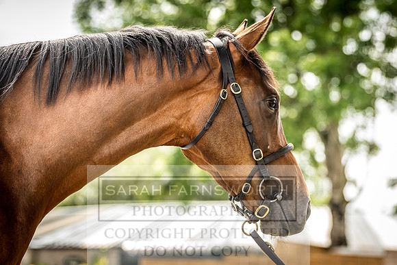 Goffs Land Rover Sale 2022-377