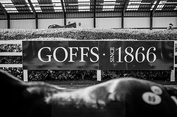 Goffs Orby 2015 -329 bw