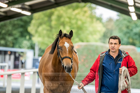 Goffs Orby 2018 Day 2-227