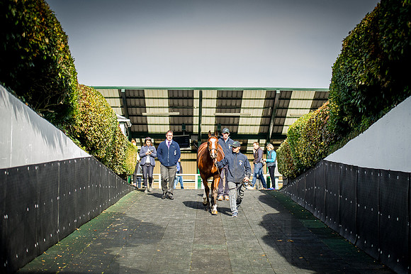 Goffs Orby 2015 -234