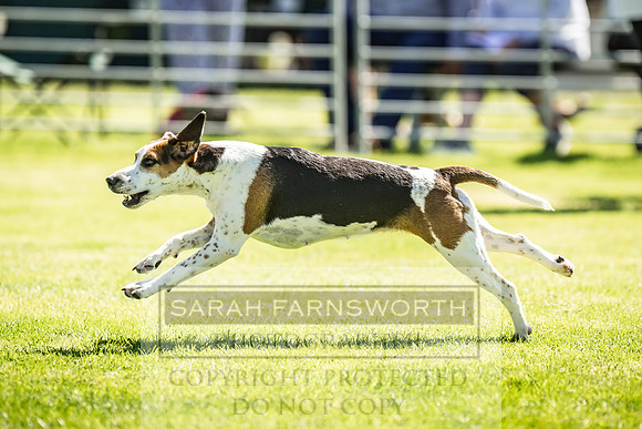 Rydal Hound Show 2022-156