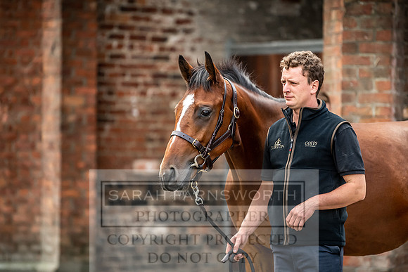 GUK Yorton Sale 2019-240