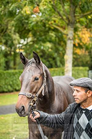 Goffs Orby 2018 Day 2-70