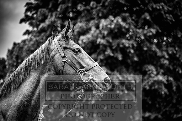 Goffs Land Rover Sale 2022-224