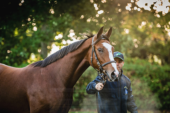 Goffs Orby 2015 -124