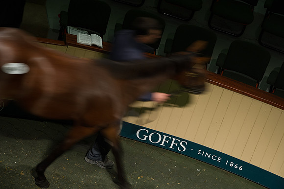 Goffs Orby14 CF5 161