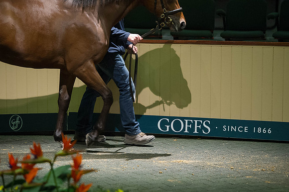 Goffs Orby14 CF5 224