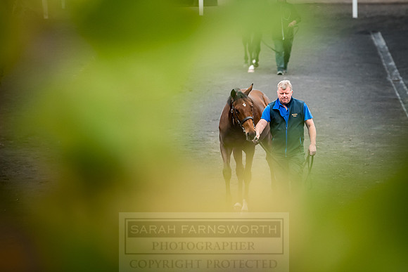 Goffs Orby 2018 Day 2-14