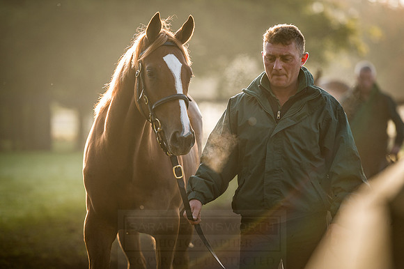 Goffs Orby 2015 -477