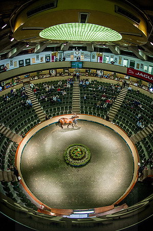 Goffs Orby 2015 -574