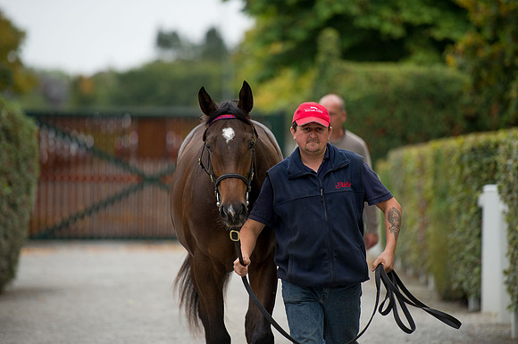 Goffs Orby14 CF5 559