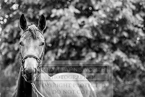 Goffs Land Rover Sale 2022-478