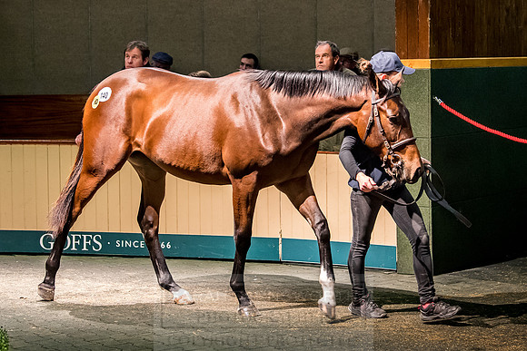 Goffs Orby 2018 Day 1-343