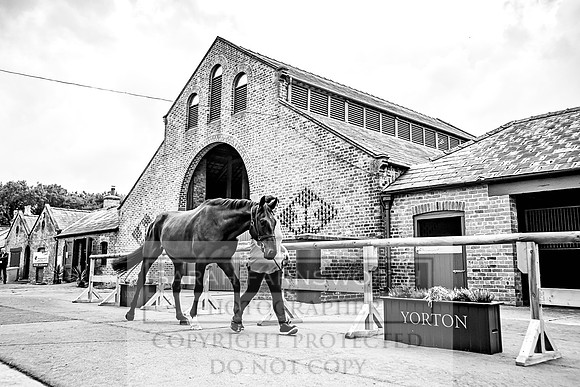 Goffs Yorton Sale 2022-152