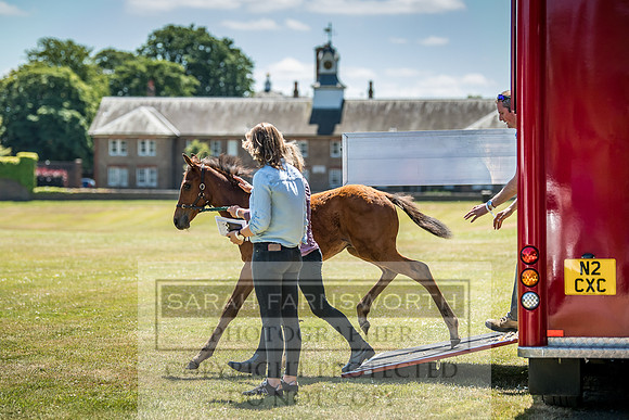 Goffs London Sale 2018-2