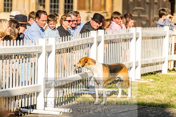 Baron Von Pfetten Puppy Show 02.09.18-103