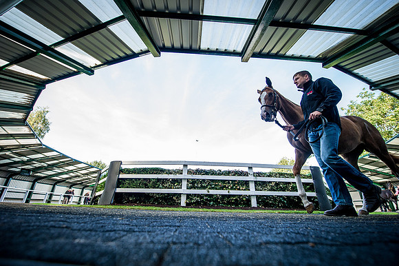 Goffs Orby 2015 -322