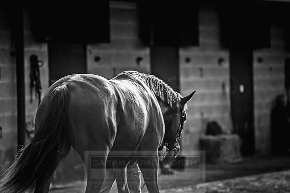 Goffs Orby 2018 Day 1-335