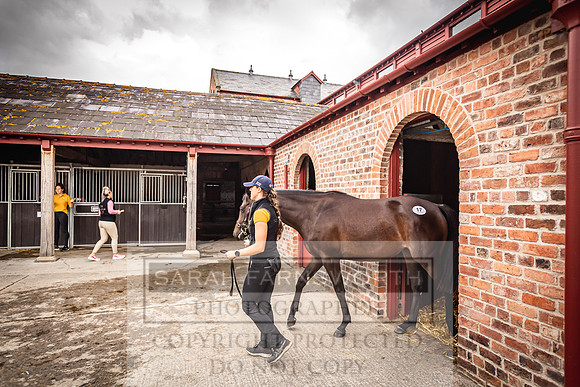 Goffs Yorton Sale 2022-97