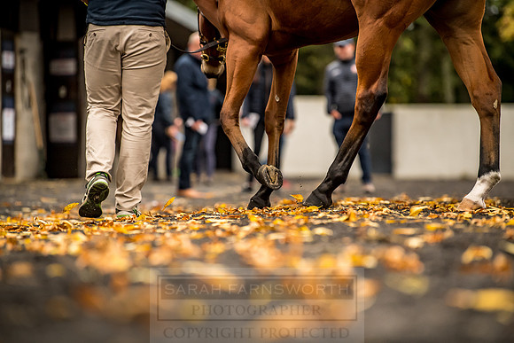Goffs Orby 2018 Day 1-108