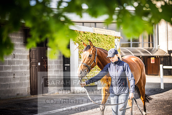 Goffs Land Rover Sale 2022-129