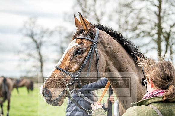Wynnstay Hunt Ride 2019-131