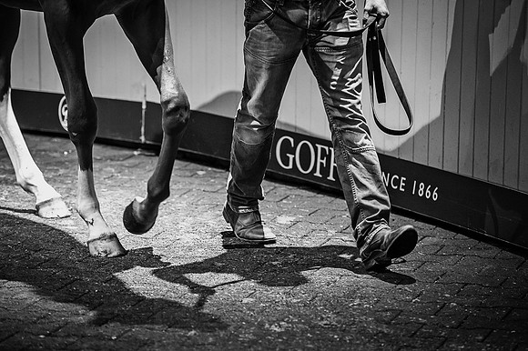 Goffs Orby 2015 -345 bw