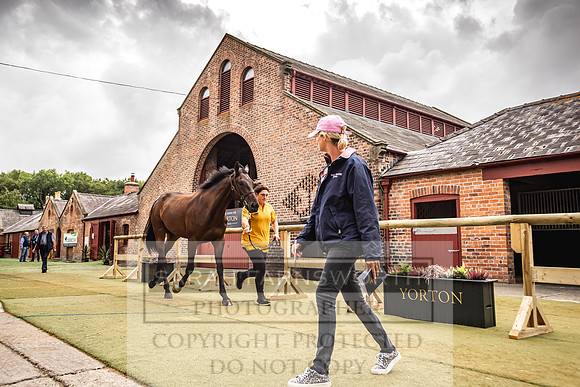 Goffs Yorton Sale 2022-150