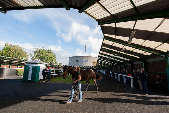 Goffs Orby14 CF8 134