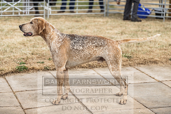 Honiton Hound Show 2022-34