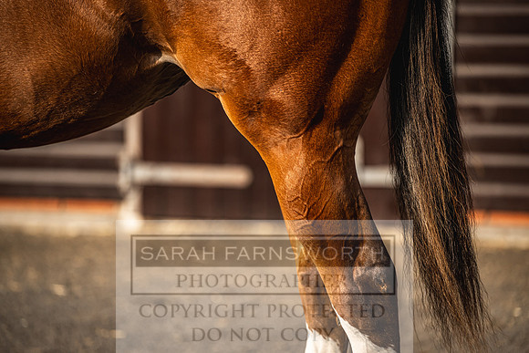 Goffs UK PY24-266