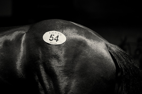 Goffs Orby14 CF5 324 bw