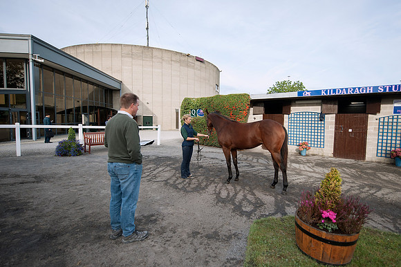 Goffs Orby14 CF4 099