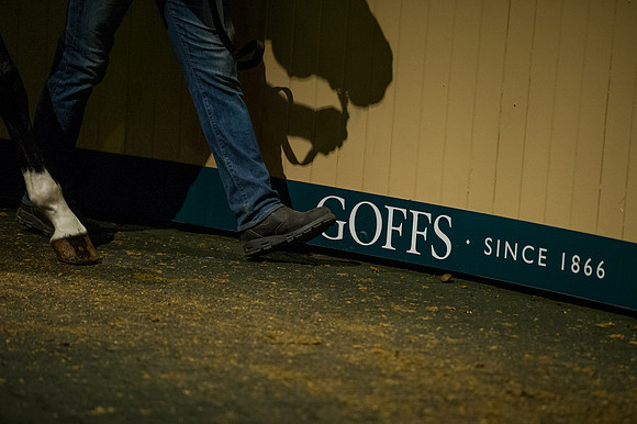 Goffs Orby14 CF7 590