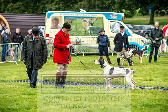 Lowther Hound Show 2017-36