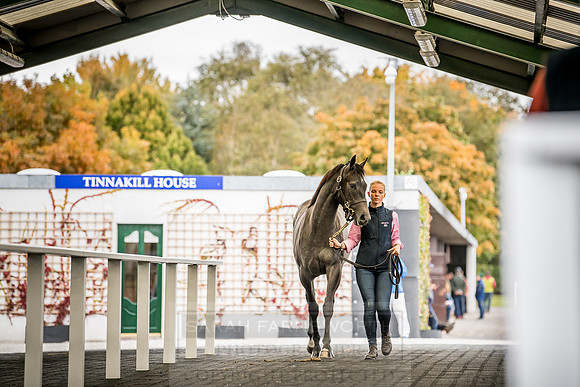 Goffs Orby 2018 Day 2-103